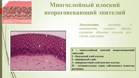 Слизистые оболочки примеры