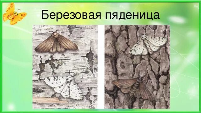 Бабочка Березовая Пяденица. Березовая Пяденица Тип окраски. Березовая Пяденица естественный отбор. Бабочка Березовая Пяденица приспособительные. Появление индустриального меланизма у бабочек