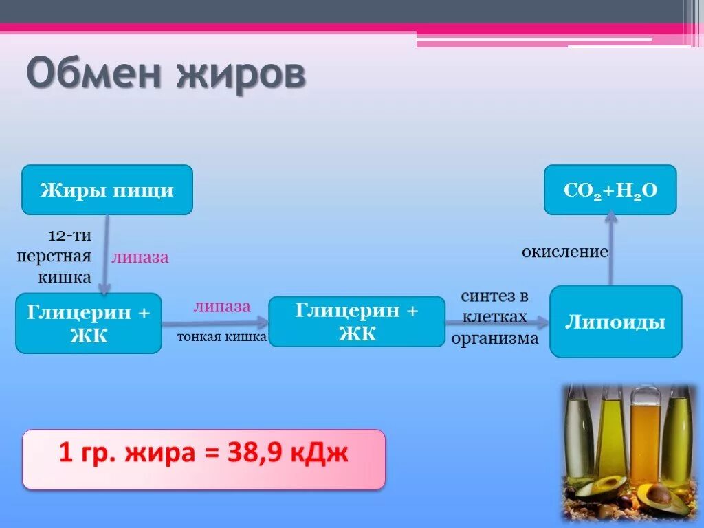 Схема обмена веществ жиров. Обмен жиров в организме схема. Обменные процессы жиров в организме. Жиры в питании.