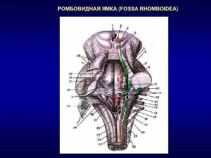 Ромбовидная ямка ядра черепных нервов. Треугольник ромбовидной ямки. Ромбовидная ямка ядра черепных нервов. Ромбовидная ямка продолговатого мозга. Проекция ядер черепных нервов.