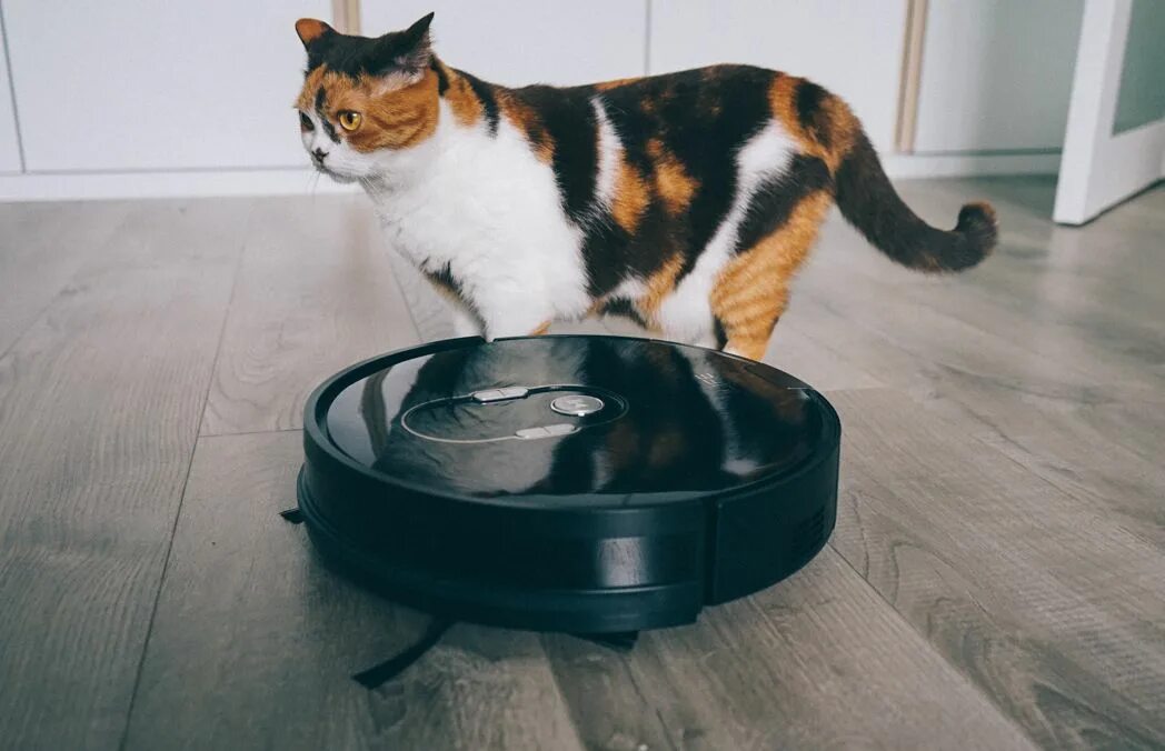 Коты катаются на пылесосе. Кот и пылесос. коты и робот пылесос. котенок на роботе пылесосе. пылесос для кошек.