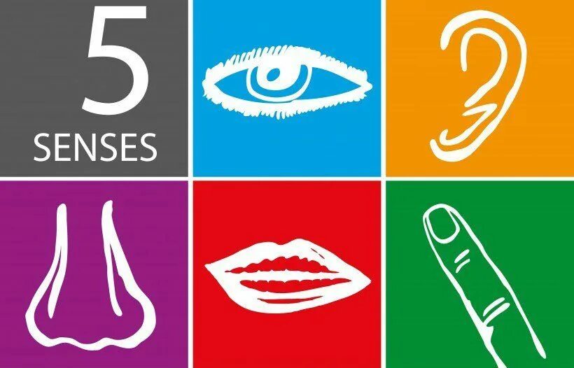 Out of senses. Органы чувств иконка. пять чувств. картинки 5 senses. ощущение вектор.