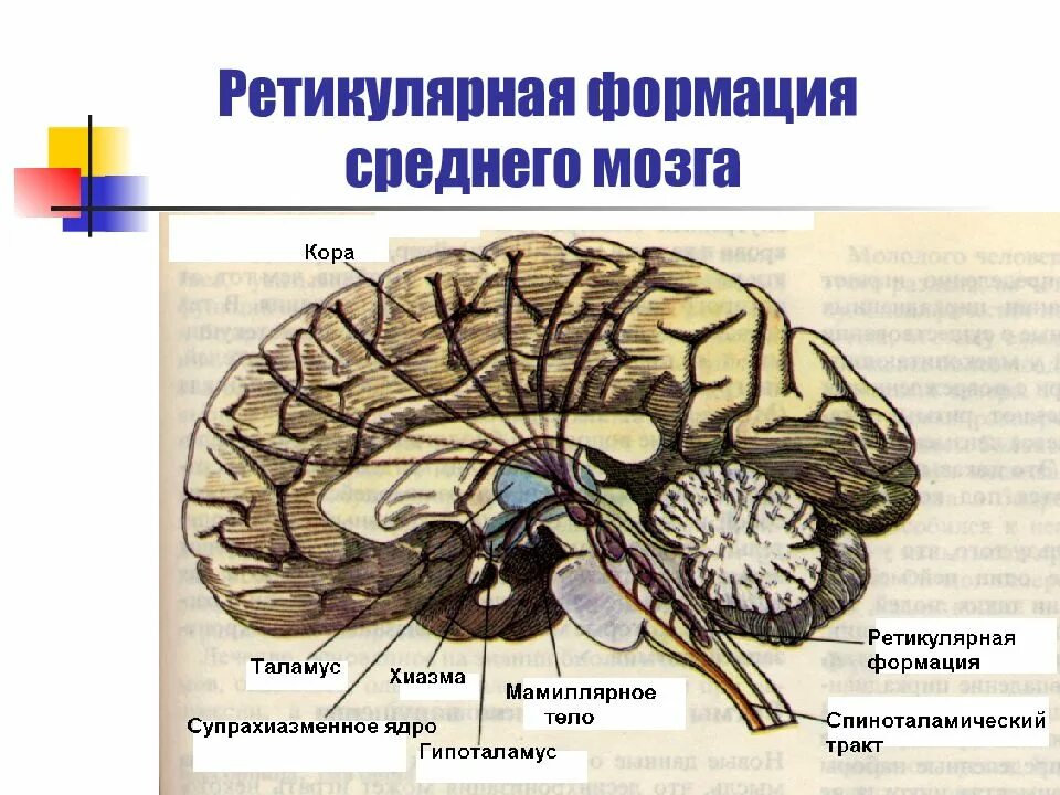 Ретикулярная формация мозга. Ретикулярная формация ствола мозга. Ретикулярная формация среднего мозга функции. Ретикулярная формация ствола функции.