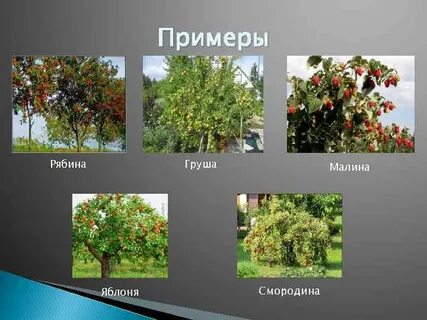 Яблоня двудольная
