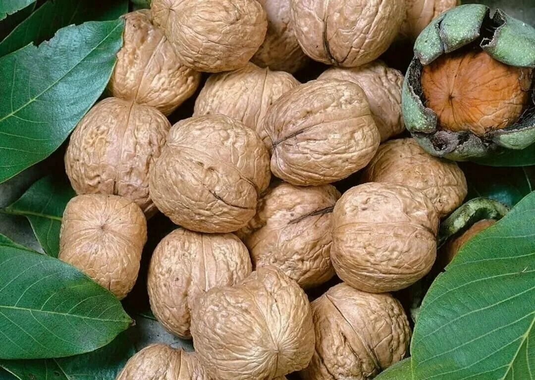 орех отзывы. арахис соленый. орехи в россии. орех сорт великан. грецкий орех сорт великан.