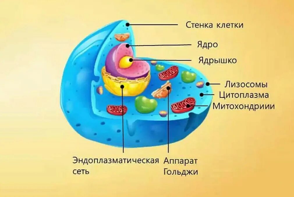 Строение клетки человека рисунок. Строение человеческой клетки. Строение человеческой клетки рисунок. Клетка человека строение и функции нарисовать. Тело всех организмов состоит из клеток