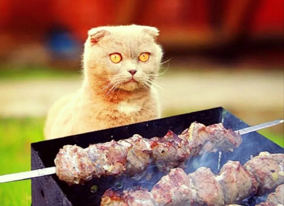 Съел шашлык. Кошачий шашлык. кот шашлык. кот жарит шашлык.