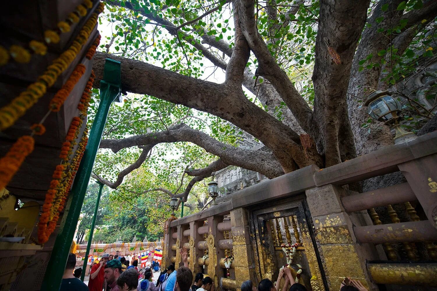 Деревья на шри ланке. Анурадхапура Шри Ланка дерево Бодхи. Бодхгая дерево Бодхи. Храм Махабодхи дерево Бодхи. Дерево Бодхи на Шри Ланке.