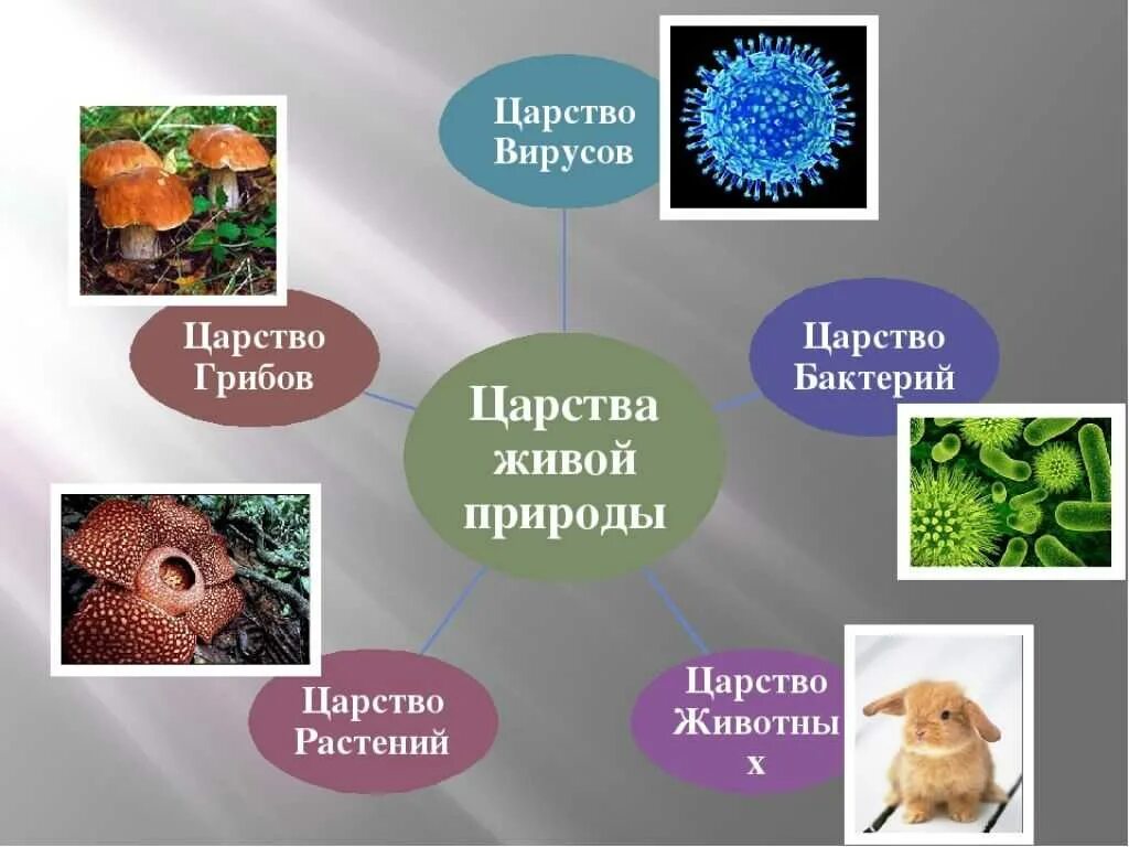 Значение бактерий и грибов. Царство животных царство растений царство грибов царство бактерий. Царства живой природы 5 класс биология. Царства живой природы животные биология 5 класс. Царство растений животных грибов бактерий вирусов.