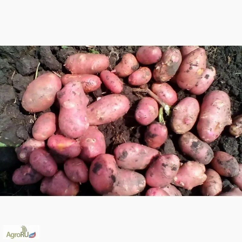 Сорт картофеля ред леди. Картофель- беллароза, коломбо, ред скарлет. рэд соня иред скарлет картофел. картофель импала и ред скарлет. ред скарлет пророщенный.