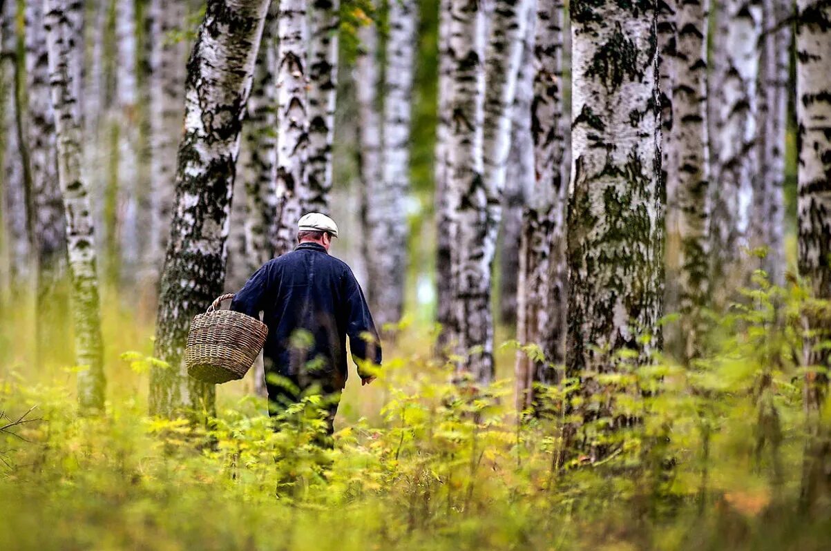Миша тихо шëл. Прогулки по лесу. Загадка про сыроежку. Осень дорога человек. Тихо по лесу идет.