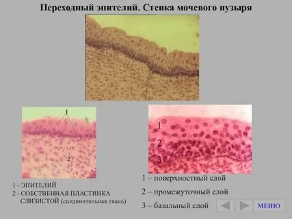 Эпителий это в биологии