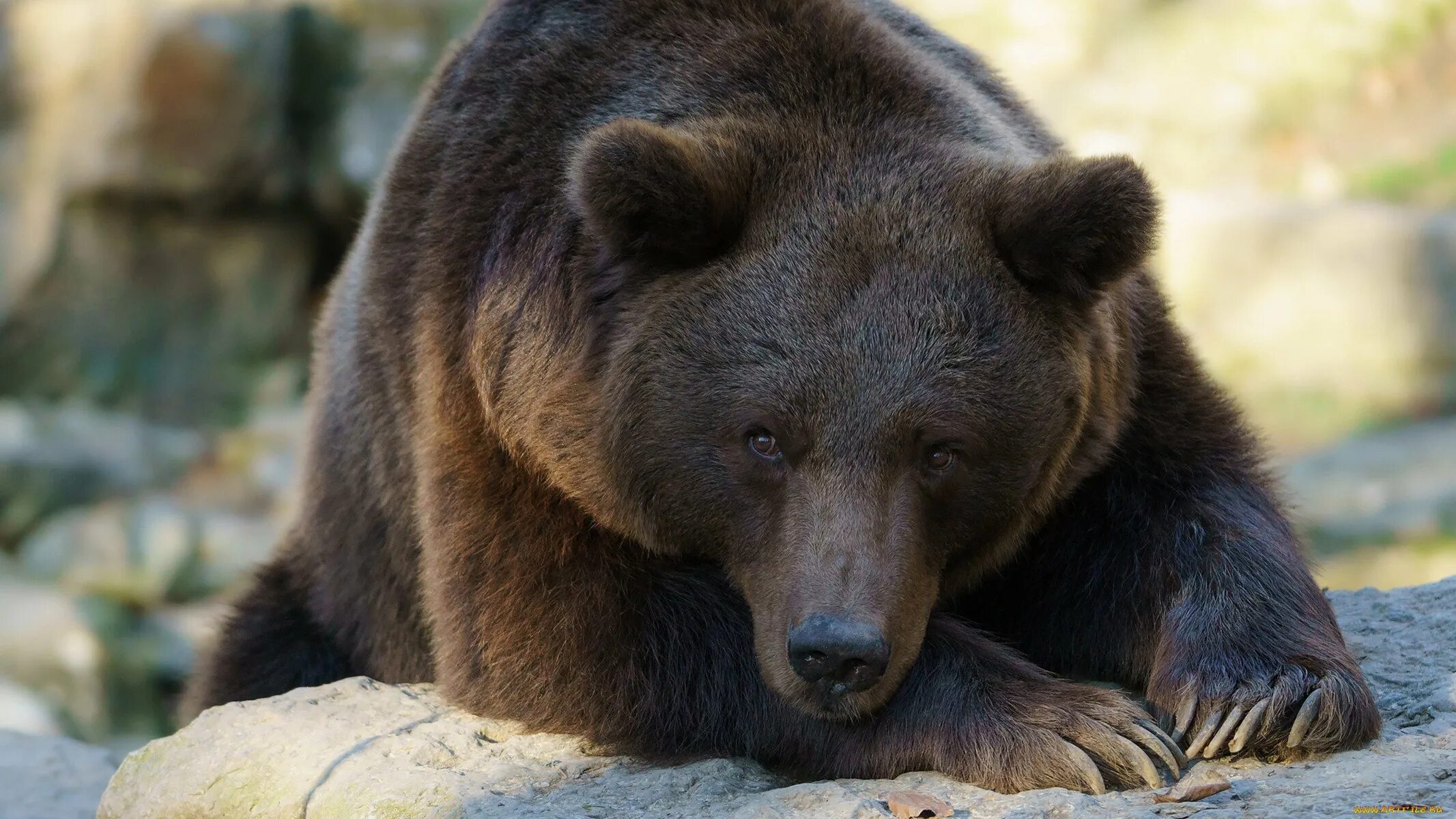 Уши бурого медведя. Аляскинский бурый медведь. Животные красивые медведь. Животные красивые медведь. Гризли grizzly, гризли, медведь.