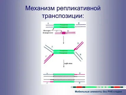 Транспозиция