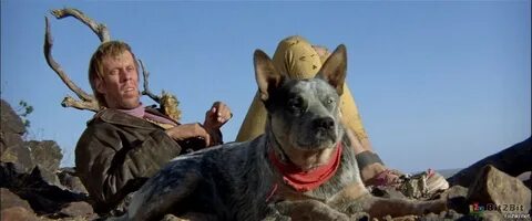 Mad max собака