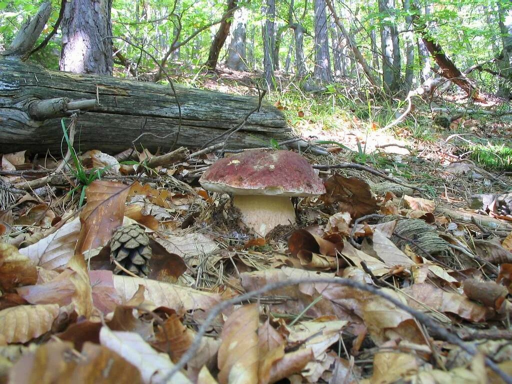 белый гриб в сосновом бору. боровик. сосновый бор белые грибы. боровик сосновый. грибы в сосновом бору.