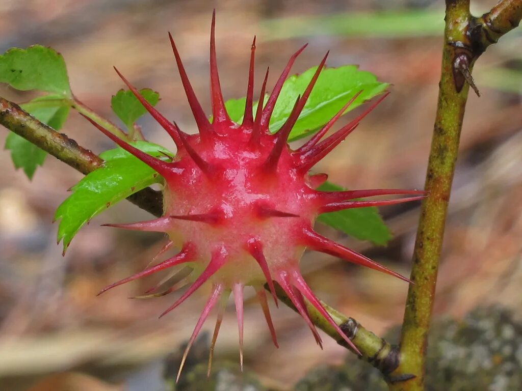 Common plants. Орехотворка розанная. Галлы розанной орехотворки. Орехотворка розанная на шиповнике. Галлы на шиповнике.