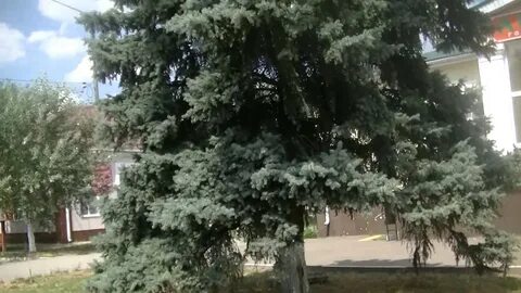 Погода краснодарский край гулькевичский
