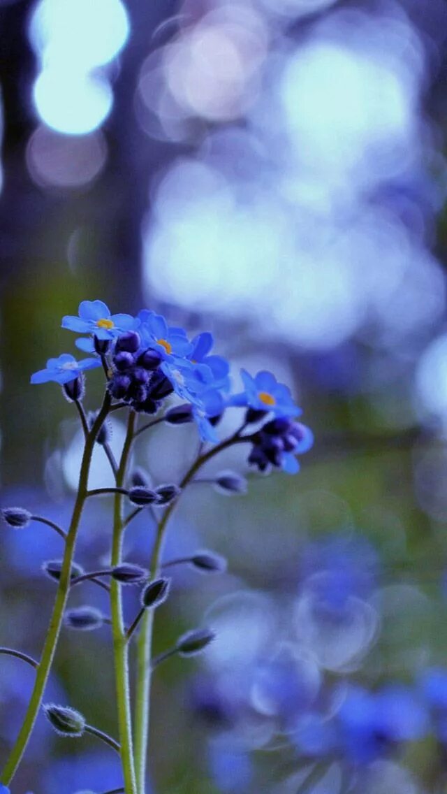 Незабудки фиолетовые. Синие цветы. Полевые цветы. Синий цвет в природе. Цветы Макросъемка.