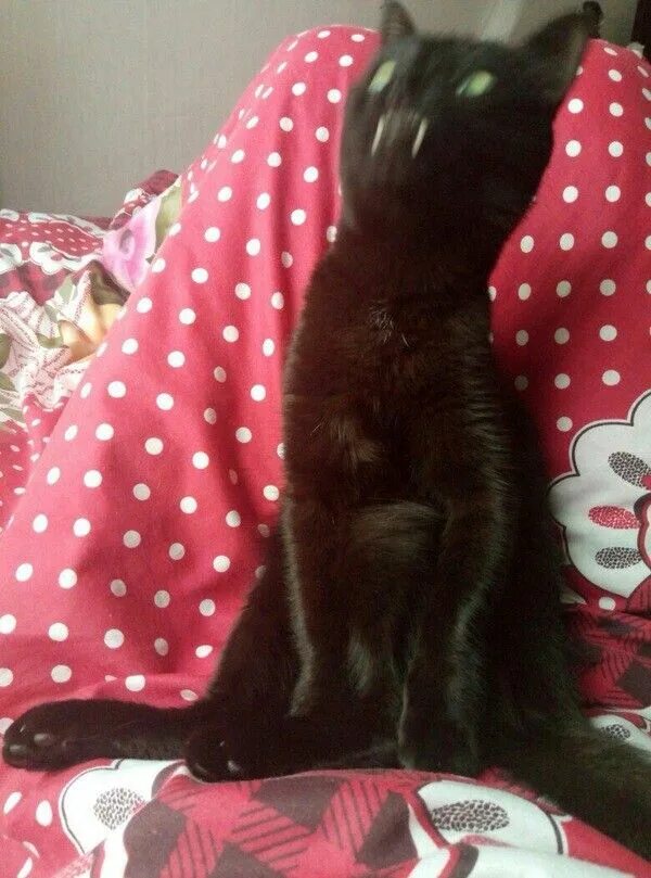 Смазанные коты. Смазанный черный кот. размазанные смешные коты. смешной кот смазанный. черный размазанный кот.