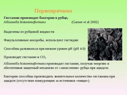 Какие функции выполняют микроорганизмы в рубце жвачных