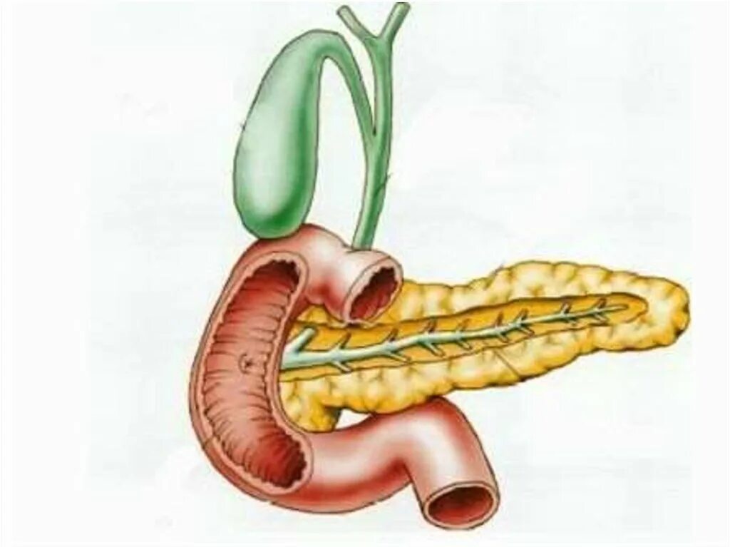 Лечение поджелудочной желчного пузыря. Пузырный проток поджелудочной железы. Протоки поджелудочной железы анатомия. Двенадцатиперстная кишка и поджелудочная железа. Двенадцатиперстная кишка и поджелудочная железа анатомия.