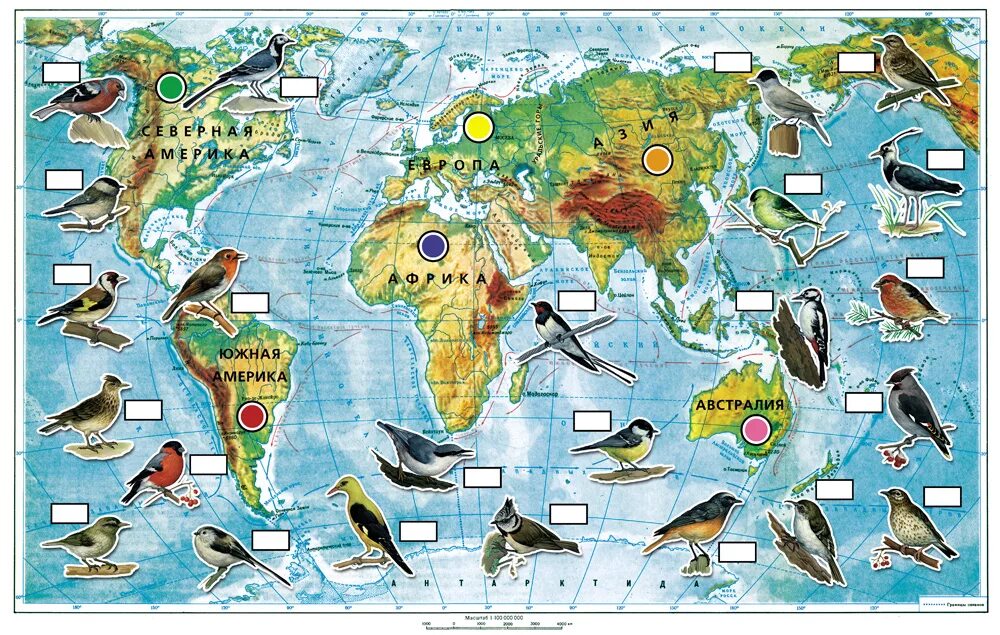 Расселение птиц. Карта перелетных птиц. Карта перелета птиц. Карта птиц России. Карта миграции перелетных птиц.