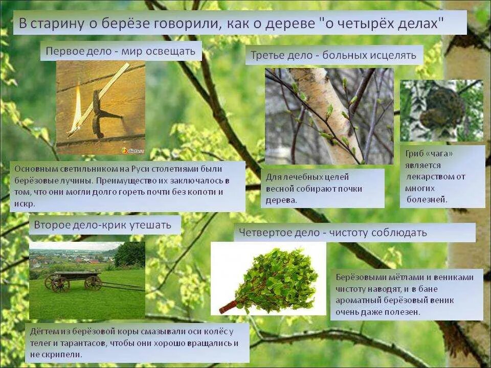 Что выделяет береза. Интересное про березу. интересные факты о березе. интересные факты о березе для детей. береза необычные факты.