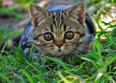 Кошек без видео