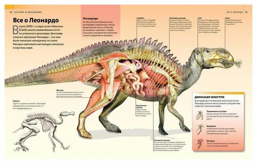 Annotated Triceratops skeleton by Zachi Evenor Annoted dia. Flickr