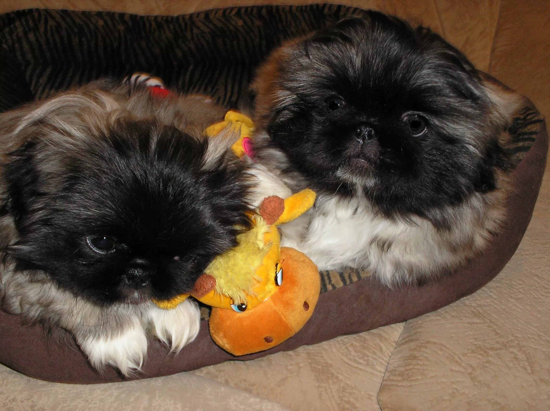 Какие щенки пекинеса. Королевский пекинес. Какие щенки пекинеса. Пекинес щенок. Пекинес малютка щеночек.