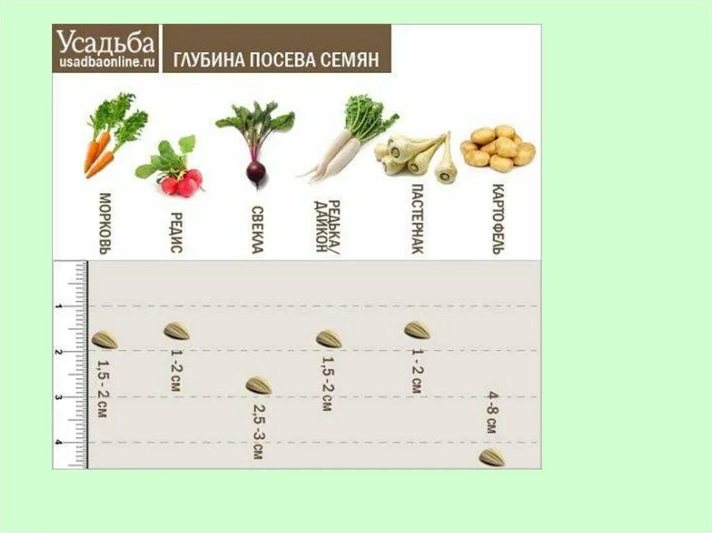 Глубина заделки семян томатов. Таблица глубины посева семян. Глубина посадки семян таблица. Глубина заделки семян овощей таблица. Глубина посева семян томатов на рассаду.