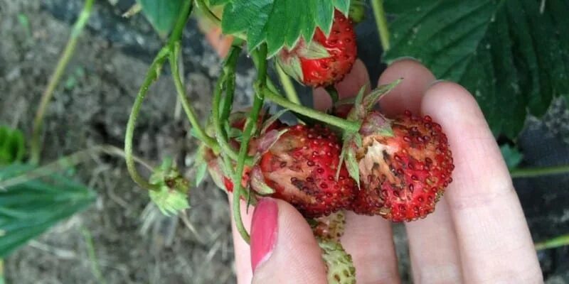 Стеблевая нематода клубники. Нематода на клубнике. Нематода клубники как бороться. Вредители клубники земляничная нематода. Стеблевая нематода земляники.