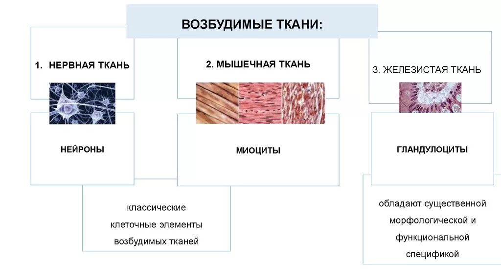 Мышечная сократимость нервная возбудимость. Нервная мышечная и железистая ткань. Возбудимые ткани нервная мышечная железистая. Строение мышечной и нервной ткани. Ткани человека и их характеристика.