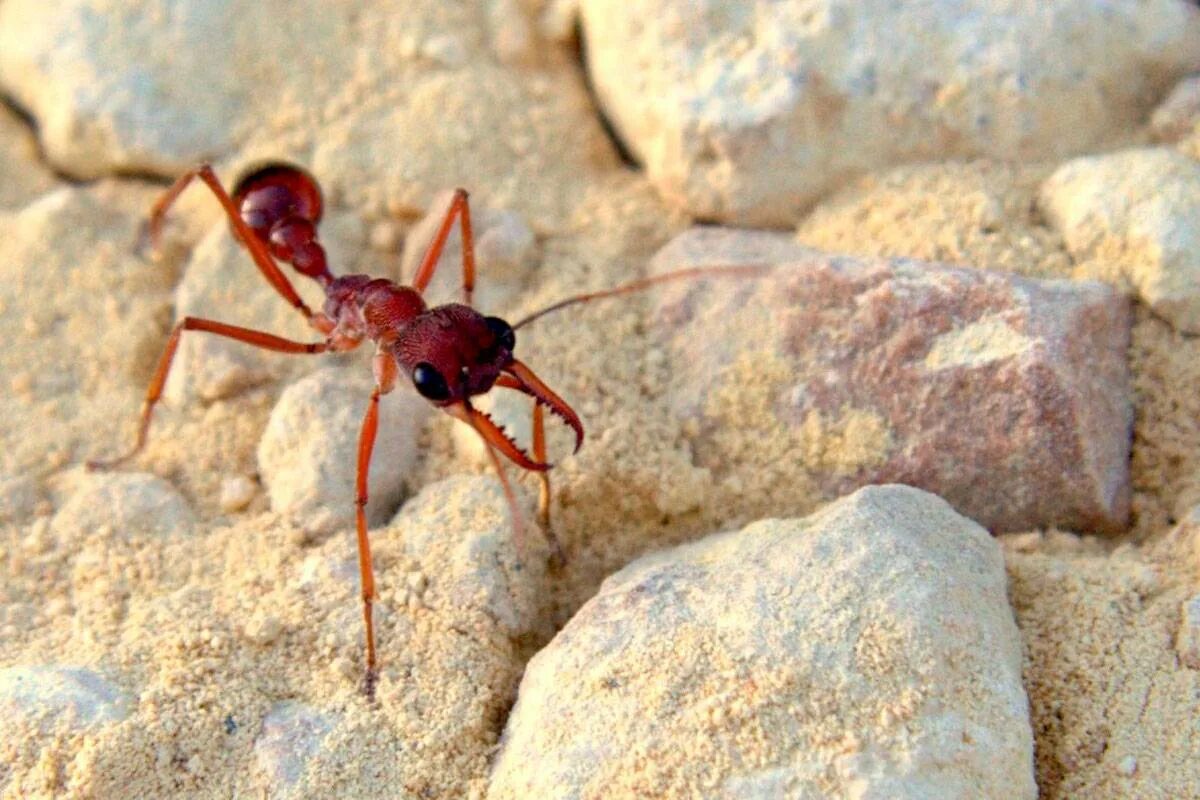 Красный муравей-бульдог. Myrmecia brevinoda. Австралийский муравей бульдог. Муравьев Myrmecia. Ящерица муравьи