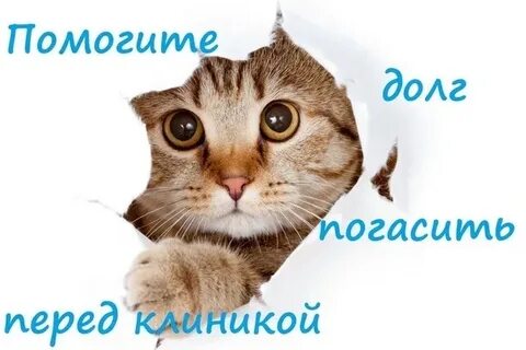 Гашу долг