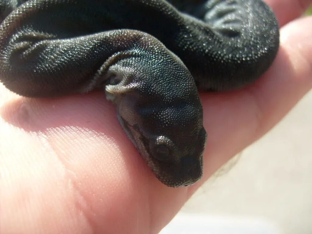 Арафурская бородавчатая змея. Acrochordus arafurae. Яванская бородавчатая змея, или змея-слоновый хобот. Слоновая змея