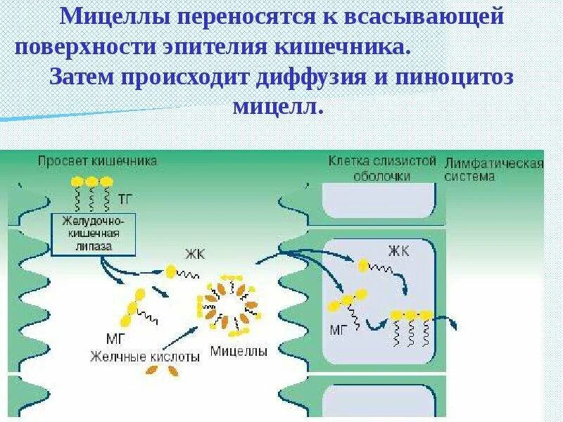 Диффузия липидов. Мицеллы липидов. оболочка мицеллы. структура мицеллы липидов. образование мицелл происходит в.