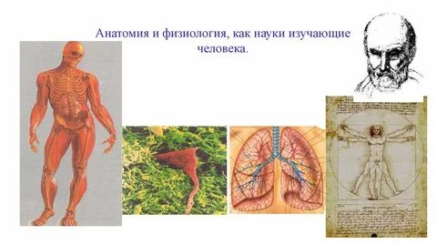 Разделы анатомии и физиологии человека