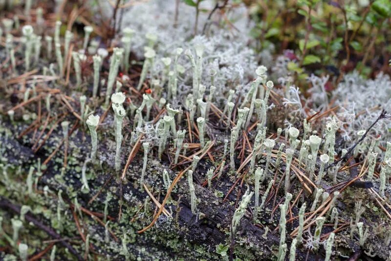 Кладония деформис. Cladonia gracilis (l. Cladonia deformis hoffm. Кладония бесформенная это. Кладония бесформенная.
