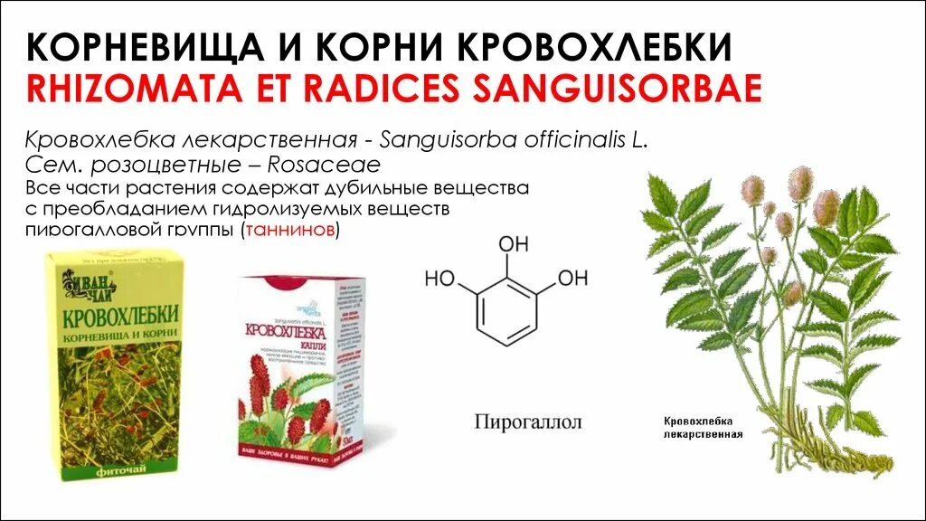 Корневище с корнями на латинском