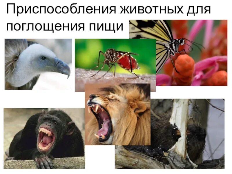 Изучение способов поглощения пищи у животных конспект. Изучение способов поглощения пищи у животных конспект