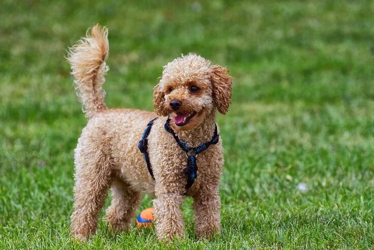 Red toy poodle (her name is Gummy Bear) Toy poodle, Toy poodle haircut, Poodle h