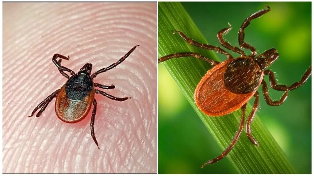 Опасен ли энцефалит. Ixodes Ricinus (Европейский Лесной клещ. Клещевой энцефалит Таежный клещ. Иксодового (лесного) клеща. Красный клещ Энцефалитный.