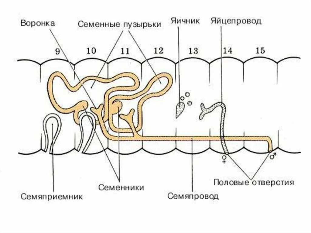 Кольчатые черви половая. Строение половой системы кольчатых червей. Половая система органов у кольчатых червей. Половая система дождевого червя схема. Система органов размножения кольчатых червей.