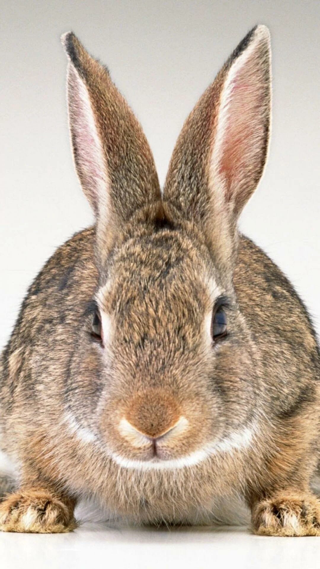 Rabbit eared