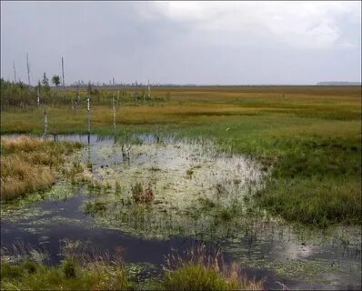 Топкое место устаревшее 5