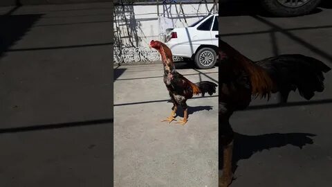 Нашли петуха