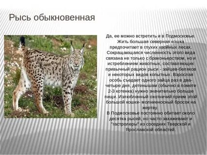 Рысь занесена в красную книгу или нет