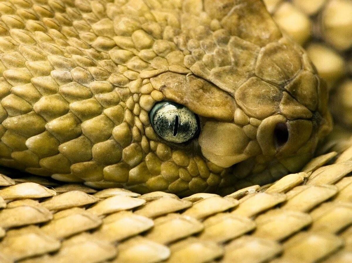 Какой элемент инфраглаза змеи выполняет. Змея. Змея глаза. Зрачок змеи. Зрение змеи.